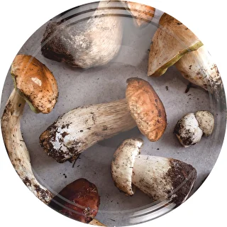 Couvercle fi66 champignons 2 - 10pcs.