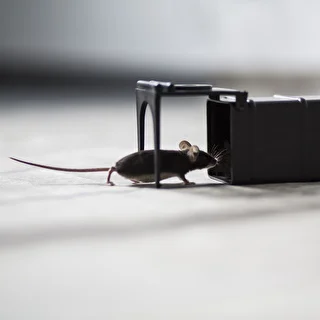 Piège à souris – piège à capture vivante – photo 9